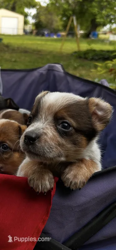 AKC Little Tyke – Australian Cattle Dog puppy for sale in Red Bluff, CA