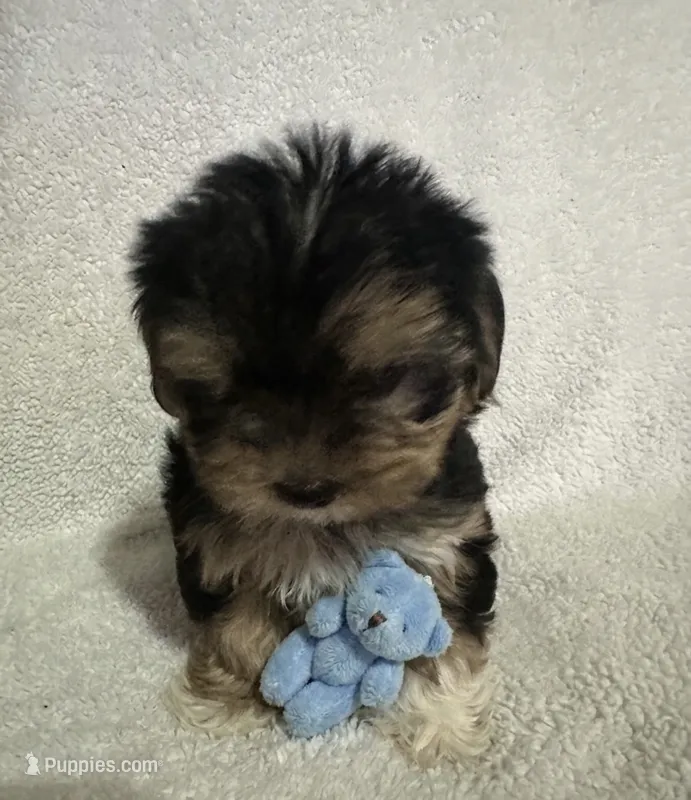 Yorkie male  – Yorkshire Terrier puppy for sale in Jacksonville, IL