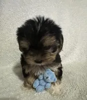 Yorkie male , a male Yorkshire Terrier for sale in Jacksonville, IL – 1 of 1