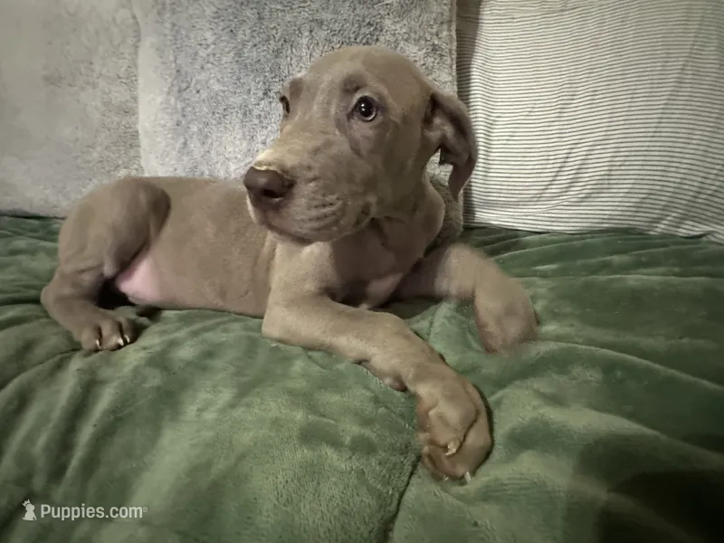 Lilac female 2 – Great Dane puppy for sale in Jacksonville, IL