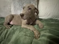 Lilac female 2, a female Great Dane for sale in Jacksonville, IL – 1 of 1