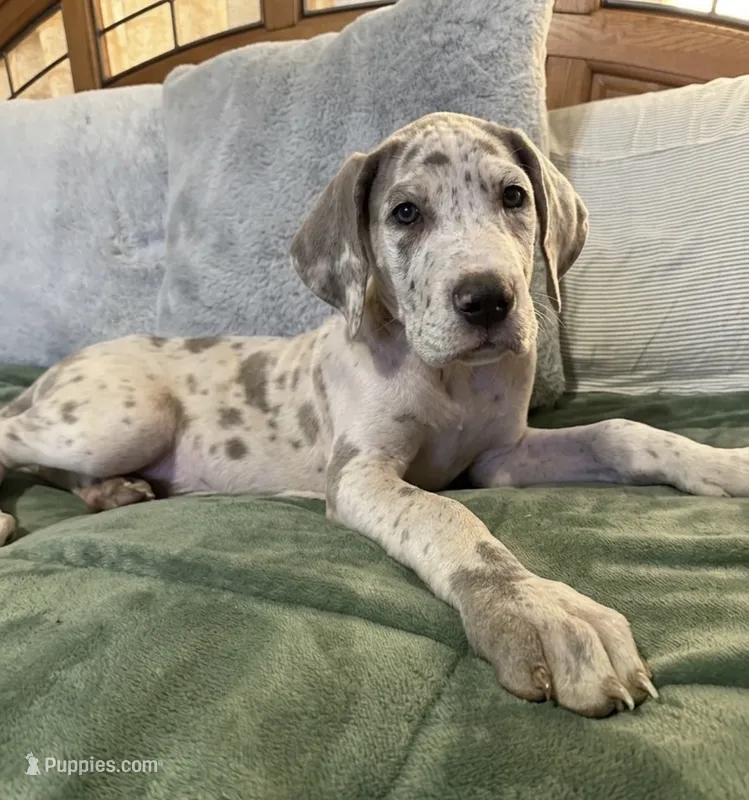 Lavender Harliquin Male  – Great Dane puppy for sale in Jacksonville, IL