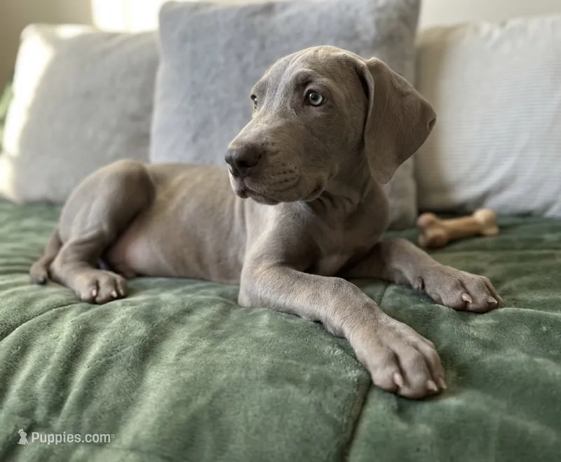 Lilac female  – Great Dane puppy for sale in Jacksonville, IL
