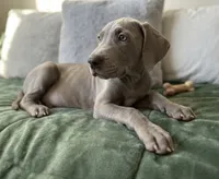 Lilac female , a female Great Dane for sale in Jacksonville, IL – 1 of 1
