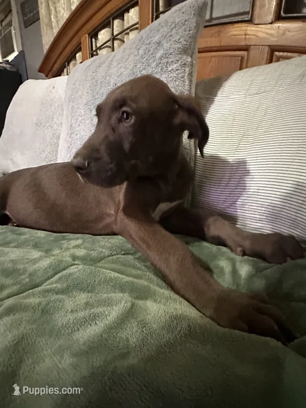 Chocolate Male – Great Dane puppy for sale in Jacksonville, IL