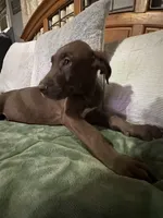 Chocolate Male, a male Great Dane for sale in Jacksonville, IL – 1 of 1