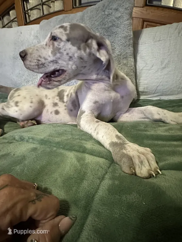 Lavender Harliquin Male – Great Dane puppy for sale in Jacksonville, IL