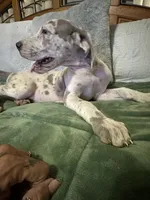 Lavender Harliquin Male, a male Great Dane for sale in Jacksonville, IL – 1 of 1