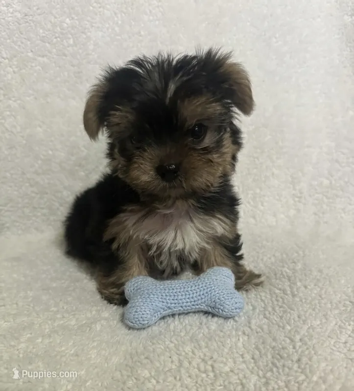 Yorkie male 2 – Yorkshire Terrier puppy for sale in Jacksonville, IL