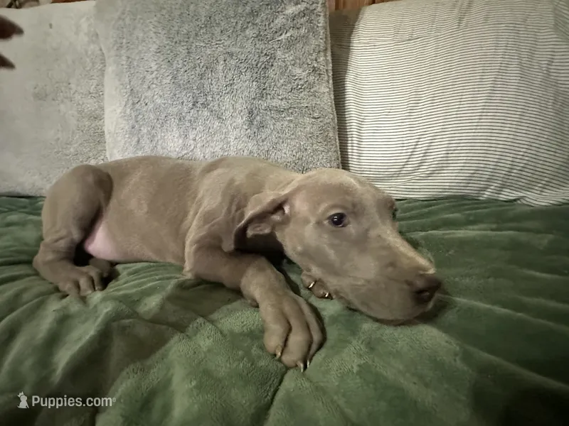 Lilac Female  – Great Dane puppy for sale in Jacksonville, IL