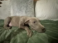 Lilac Female , a female Great Dane for sale in Jacksonville, IL – 1 of 1