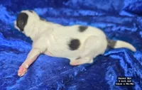 AKC Orange Boy - tri-color, a male Papillon for sale in Cadiz, KY – 5 of 9