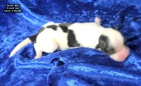 AKC Silver Boy - tri-color, a male Papillon for sale in Cadiz, KY – 4 of 5