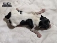 AKC male Papillon - Purple Boy, a male Papillon for sale in Cadiz, KY – Photo 4 of 10