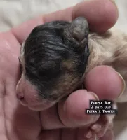 AKC male Papillon - Purple Boy, a male Papillon for sale in Cadiz, KY – Photo 6 of 10