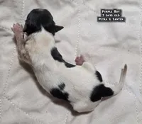 AKC male Papillon - Purple Boy, a male Papillon for sale in Cadiz, KY – Photo 1 of 10