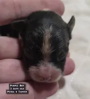 AKC male Papillon - Purple Boy, a male Papillon for sale in Cadiz, KY – Photo 2 of 10