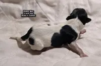 AKC male Papillon - Purple Boy, a male Papillon for sale in Cadiz, KY – Photo 3 of 10