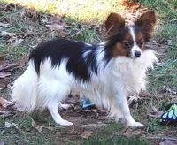 Tika - AKC female, 2 years old, a female Papillon for sale in Cadiz, KY – Photo 4 of 4