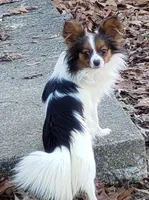 Tika - AKC female, 2 years old, a female Papillon for sale in Cadiz, KY – Photo 3 of 4