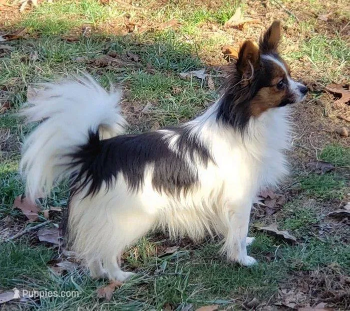 Tika - AKC female, 2 years old – Papillon puppy for sale in Cadiz, KY
