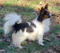 Tika - AKC female, 2 years old, a female Papillon for sale in Cadiz, KY – Photo 1 of 4