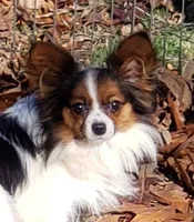 Tika - AKC female, 2 years old, a female Papillon for sale in Cadiz, KY – Photo 2 of 4
