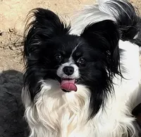 5 year old AKC male, a male Papillon for sale in Cadiz, KY – 2 of 3