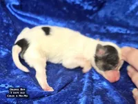 AKC Orange Boy - tri-color, a male Papillon for sale in Cadiz, KY – 2 of 9