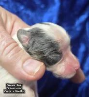 AKC Orange Boy - tri-color, a male Papillon for sale in Cadiz, KY – 7 of 9