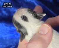 AKC Orange Boy - tri-color, a male Papillon for sale in Cadiz, KY – 6 of 9