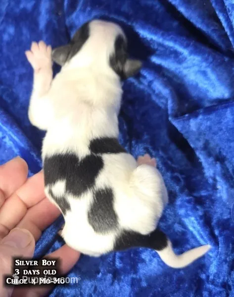 AKC Silver Boy - tri-color – Papillon puppy for sale in Cadiz, KY
