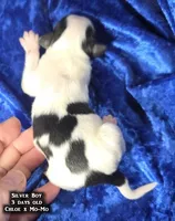 AKC Silver Boy - tri-color, a male Papillon for sale in Cadiz, KY – 1 of 5