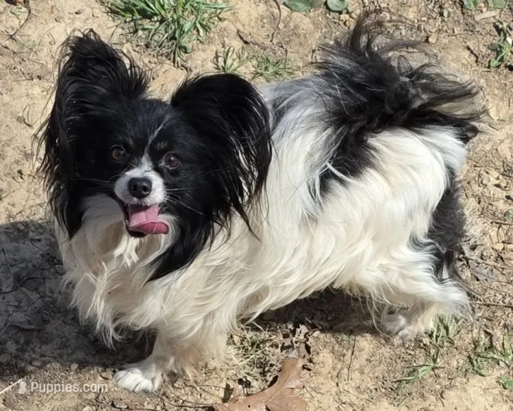5 year old AKC male – Papillon puppy for sale in Cadiz, KY