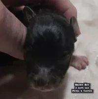 AKC male Papillon - Brown Boy, a male Papillon for sale in Cadiz, KY – Photo 4 of 9