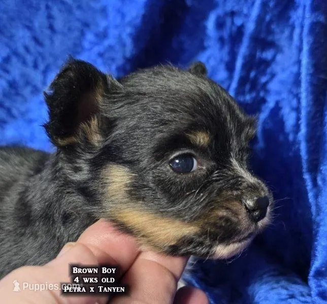 AKC male Papillon - Brown Boy – Papillon puppy for sale in Cadiz, KY