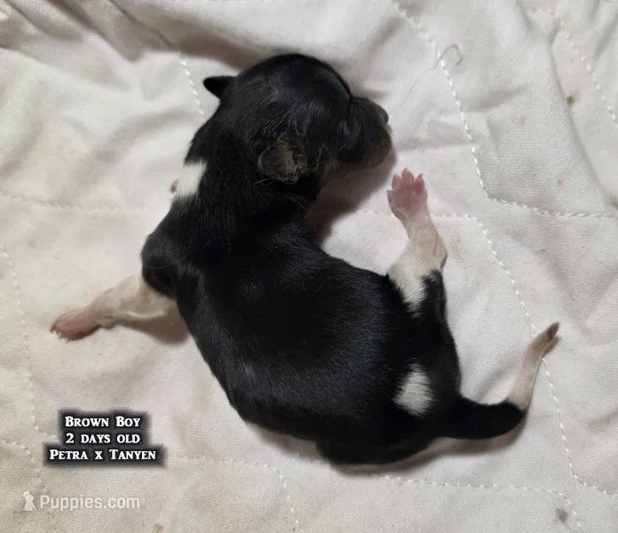 AKC male Papillon - Brown Boy – Papillon puppy for sale in Cadiz, KY