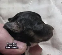 AKC male Papillon - Brown Boy, a male Papillon for sale in Cadiz, KY – Photo 5 of 9