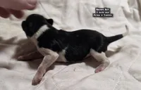 AKC male Papillon - Brown Boy, a male Papillon for sale in Cadiz, KY – Photo 3 of 9