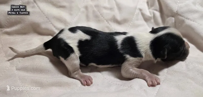 AKC male Papillon - Green Boy – Papillon puppy for sale in Cadiz, KY