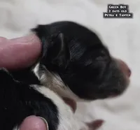 AKC male Papillon - Green Boy, a male Papillon for sale in Cadiz, KY – Photo 6 of 10