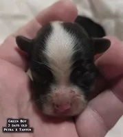 AKC male Papillon - Green Boy, a male Papillon for sale in Cadiz, KY – Photo 2 of 10