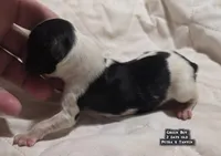 AKC male Papillon - Green Boy, a male Papillon for sale in Cadiz, KY – Photo 5 of 10