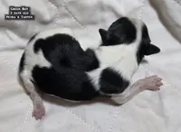 AKC male Papillon - Green Boy, a male Papillon for sale in Cadiz, KY – Photo 3 of 10