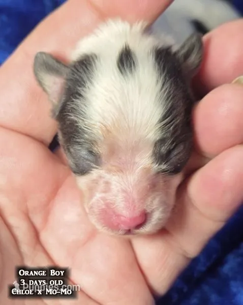 AKC Orange Boy - tri-color – Papillon puppy for sale in Cadiz, KY