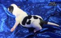 AKC Silver Boy - tri-color, a male Papillon for sale in Cadiz, KY – 3 of 5