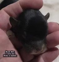 AKC male Papillon - Black Boy, a male Papillon for sale in Cadiz, KY – Photo 3 of 10