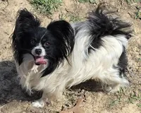 AKC male Papillon - Black Boy, a male Papillon for sale in Cadiz, KY – Photo 7 of 10