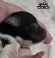 AKC male Papillon - Black Boy, a male Papillon for sale in Cadiz, KY – Photo 6 of 10