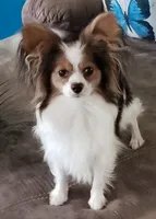 AKC male Papillon - Black Boy, a male Papillon for sale in Cadiz, KY – Photo 9 of 10